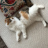 KISIR VE AŞILARI TAM KEDİME YUVA ARIYORUM fotoğraf