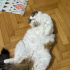 KISIR VE AŞILARI TAM KEDİME YUVA ARIYORUM fotoğraf
