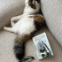 KISIR VE AŞILARI TAM KEDİME YUVA ARIYORUM fotoğraf