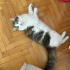 KISIR VE AŞILARI TAM KEDİME YUVA ARIYORUM fotoğraf