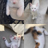 Sevimli kedi yavruları fotoğraf