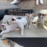 Sevimli kedi yavruları fotoğraf