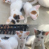 Sevimli kedi yavruları fotoğraf