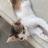Sevimli kedi yavruları fotoğraf