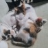 Sevimli kedi yavruları fotoğraf