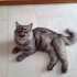 Evde tek kedi olması şartı ile fotoğraf