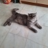 Evde tek kedi olması şartı ile fotoğraf