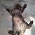 Evde tek kedi olması şartı ile fotoğraf