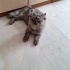 Evde tek kedi olması şartı ile fotoğraf