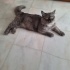 Evde tek kedi olması şartı ile fotoğraf