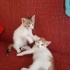 Minik patiler için yuva arıyoruz fotoğraf