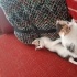 Minik patiler için yuva arıyoruz fotoğraf