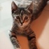 Bu tatlı kıza acil yuva arıyoruzz fotoğraf