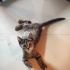 Bu tatlı kıza acil yuva arıyoruzz fotoğraf