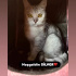Sılver üretimden kurtarıldı fotoğraf