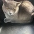 1.5 Yaşında British Shorthair Ömürlük Yuva Arıyoruz 🌸