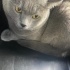 1.5 Yaşında British Shorthair Ömürlük Yuva Arıyoruz 🌸 fotoğraf
