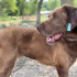Dünya güzeli akıllı chocolate labrador melezi fotoğraf
