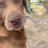 Dünya güzeli akıllı chocolate labrador melezi fotoğraf