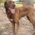 Dünya güzeli akıllı chocolate labrador melezi fotoğraf