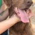 Dünya güzeli akıllı chocolate labrador melezi fotoğraf