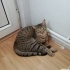 Uysal cana yakın tekir kedi