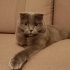 Şila Scottish fold, açıklamayı okuyun
