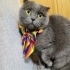 Şila Scottish fold, açıklamayı okuyun fotoğraf