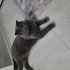 Şila Scottish fold, açıklamayı okuyun fotoğraf