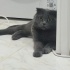 Şila Scottish fold, açıklamayı okuyun fotoğraf