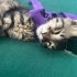Minicik kalbiyle yeni ailesini arıyor fotoğraf