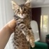 Minicik kalbiyle yeni ailesini arıyor fotoğraf