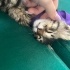 Minicik kalbiyle yeni ailesini arıyor fotoğraf