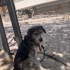 Masum ve şapşik bir dost fotoğraf