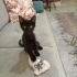 Minik dünya tatlısı Jiji'ye yuva arıyoruz ❤️ fotoğraf