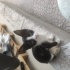 Oyuncu mırıl mırıl bir bebek :( lütfen sokakta kalmasın