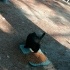 Evden sokağa atılmış aşırı insan seven bir kedi fotoğraf