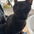 Evden sokağa atılmış aşırı insan seven bir kedi fotoğraf