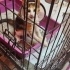 calico cinsi tatlış bir kız fotoğraf