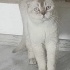 Ücretsiz British kedi acil yuva fotoğraf