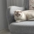 Ücretsiz British kedi acil yuva fotoğraf