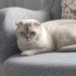 Ücretsiz British kedi acil yuva fotoğraf