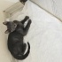 Yavru kedi sahiplendirmek istiyorum fotoğraf