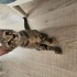 Yavru kedi sahiplendirmek istiyorum fotoğraf