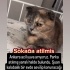 Yağmurlu bir gecede parka atılmış üretim mağduru dövülmüş bir melek. fotoğraf