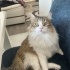 Uzun tüyleri olan çok yakışıklı bir kedi fotoğraf