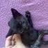 Duman Kül Benek Nando fotoğraf