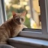 TEKİR SARMAN KEDİ OYUN OYNAMAYI SEVER MASUMDUR OYUNCULDUR fotoğraf
