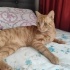 TEKİR SARMAN KEDİ OYUN OYNAMAYI SEVER MASUMDUR OYUNCULDUR fotoğraf