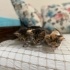 5 YAVRU TEKİR KEDİ fotoğraf